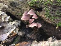 Mycena haematopus image