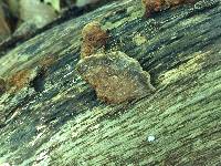 Phellinus gilvus image