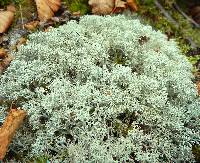 Cladonia stellaris image