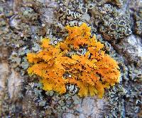 Xanthoria ulophyllodes image