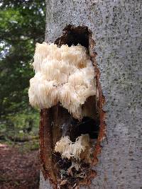 Hericium americanum image