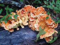 Laetiporus sulphureus image