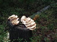 Laetiporus sulphureus image