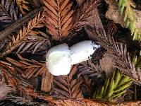 Agaricus californicus image