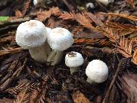 Agaricus californicus image