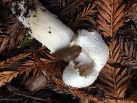 Agaricus californicus image