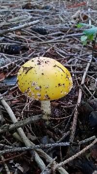 Amanita muscaria image