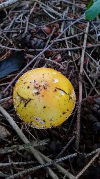 Amanita muscaria image