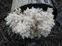 Hericium coralloides image