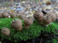 Lycoperdon pyriforme image