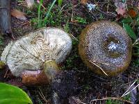 Lactarius turpis image