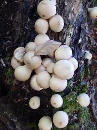 Lycoperdon pyriforme image