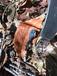 Elaphocordyceps ophioglossoides image