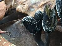 Elaphocordyceps ophioglossoides image