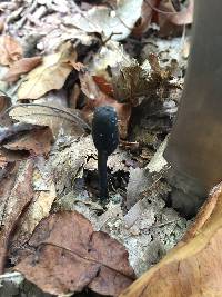 Elaphocordyceps ophioglossoides image