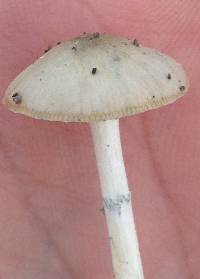 Psilocybe ovoideocystidiata image