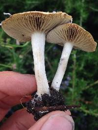 Psilocybe ovoideocystidiata image