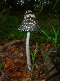 Coprinopsis picacea image