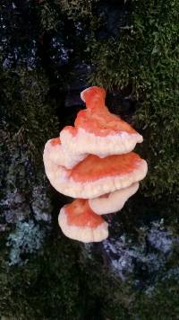 Laetiporus sulphureus image