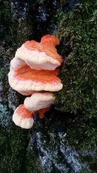 Laetiporus sulphureus image