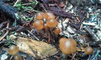 Psilocybe cyanescens image