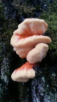 Laetiporus sulphureus image