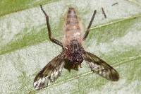 Furia ithacensis image