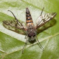 Furia ithacensis image