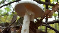 Amanita bisporigera image