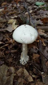 Amanita bisporigera image