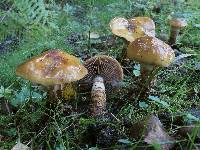 Cortinarius trivialis image