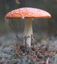 Amanita muscaria image