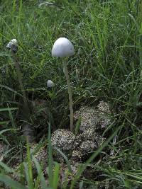 Panaeolus antillarum image