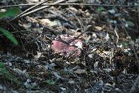 Russula fragilis image