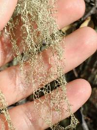 Ramalina menziesii image