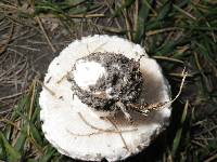 Leucoagaricus barssii image