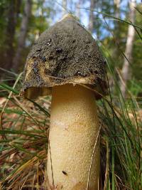 Phallus impudicus var. impudicus image