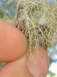 Ramalina farinacea image