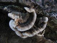 Trametes versicolor image