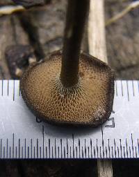 Polyporus arcularius image