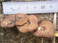 Polyporus arcularius image