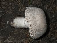 Leucoagaricus barssii image