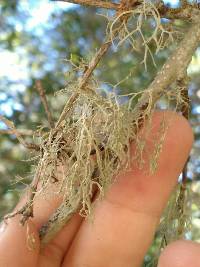 Ramalina farinacea image