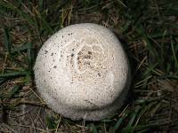 Leucoagaricus barssii image