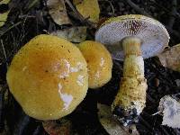 Image of Cortinarius triumphans