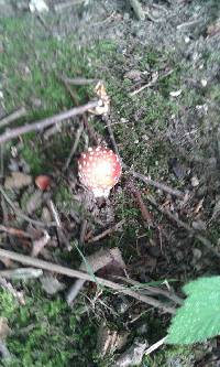 Amanita muscaria image