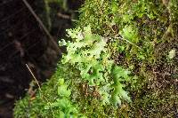 Pseudocyphellaria homoeophylla image