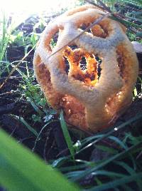 Clathrus ruber image