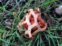 Clathrus ruber image