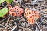 Clathrus ruber image